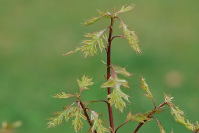 Quercus palustris 'Green Dwarf' - dub bahenní 'Green Dwarf' - jarní výhonky (2)